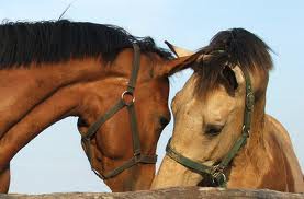 BFF